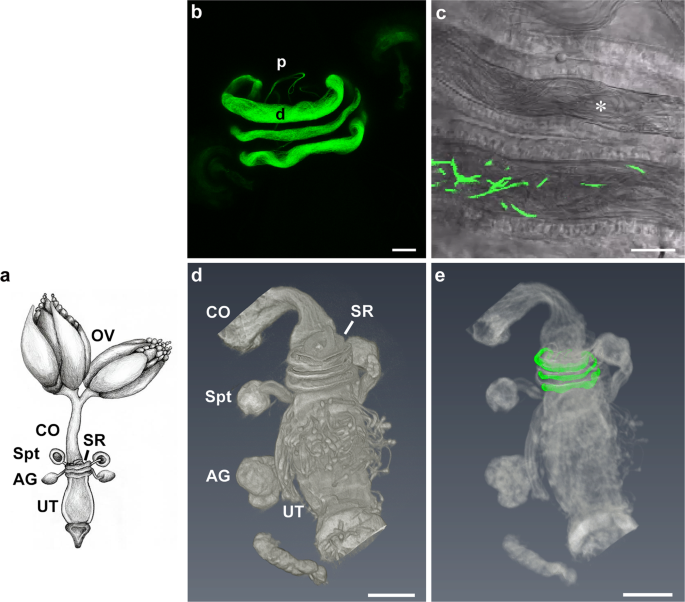 Fig. 1: Confocal laser scanning microscopy and micro computed tomography (microCT) visualization of the distal D. melanogaster seminal receptacle and the lower reproductive tract.