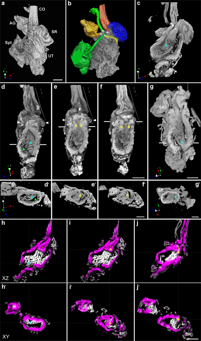 Fig. 2: Three-dimensional view of the uterus morphology and the internal connectivity of sperm storage organs and female accessory glands to the uterus.