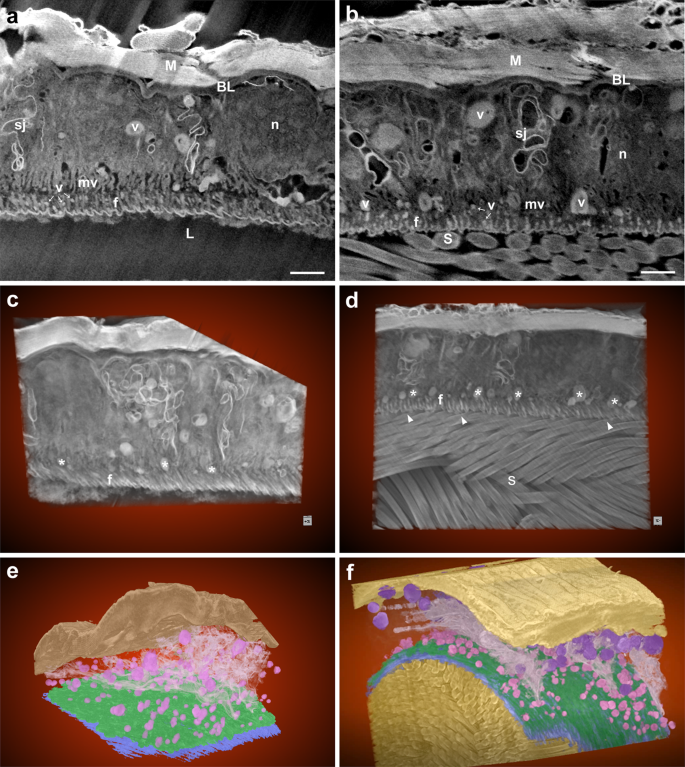 Fig. 4: Three-dimensional FIB-SEM projection images of virgin and mated distal seminal receptacle.