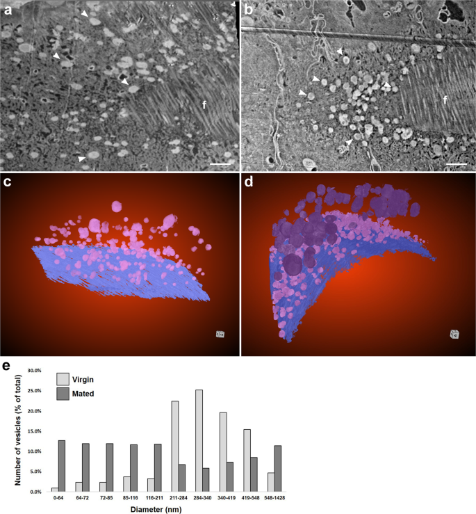 Fig. 5: The vesicle population at the distal seminal receptacle changes post-mating.