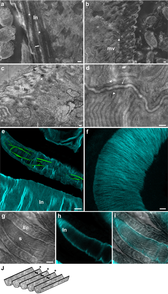 Fig. 9: High resolution visualization of seminal receptacle intima layer and chitin fibers.