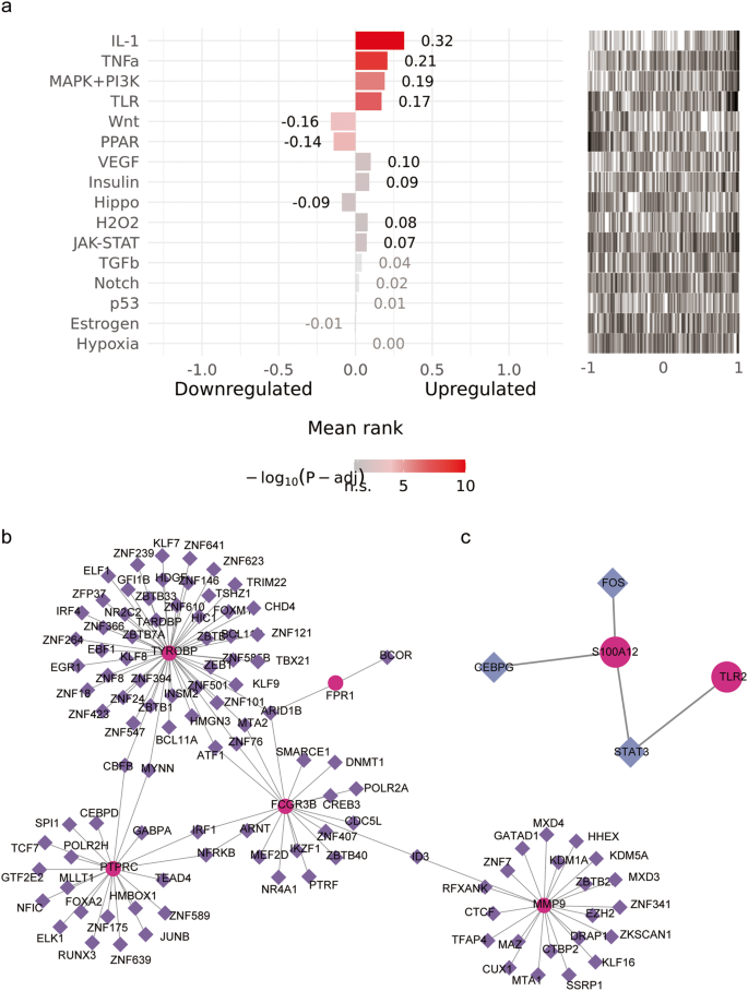 Fig. 7: The activity level of the upstream signaling pathway of the 46 targets in the turquoise module (a, adjusted P-value < 0.05) and the interaction network of 10 identified genes with transcription factors (TFs) (b-c).