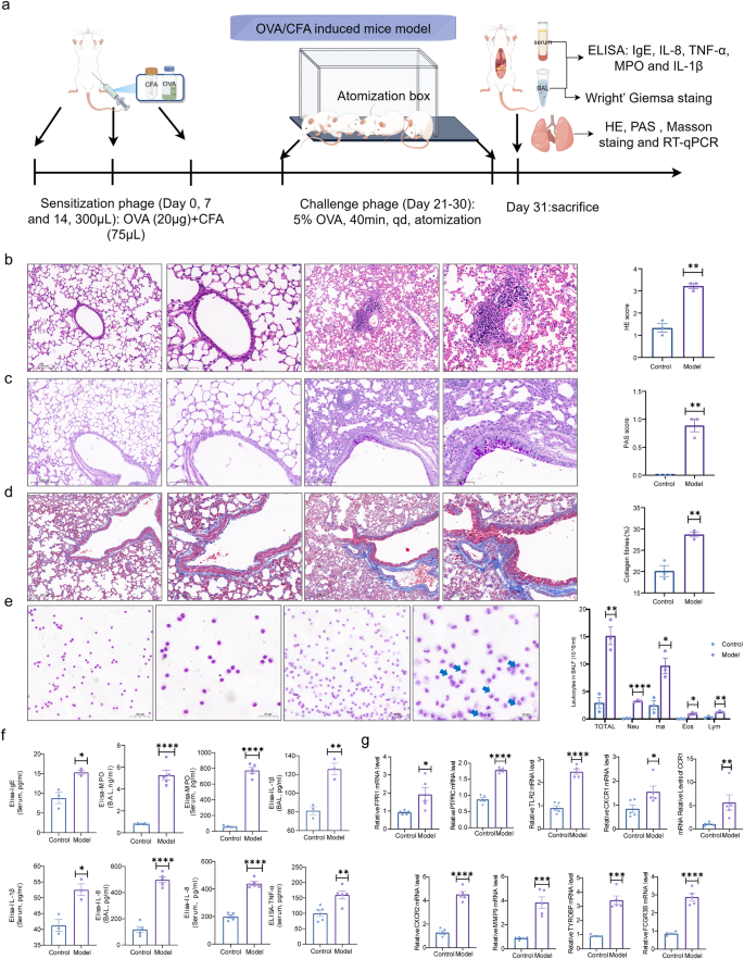 Fig. 9: Construction of an OVA/CFA-induced asthma mouse model.