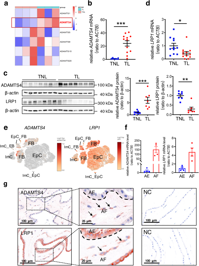 Fig. 2: Alterations of ADAMTS4 and LRP1 abundance in the human amnion in deliveries with spontaneous rupture of membranes.