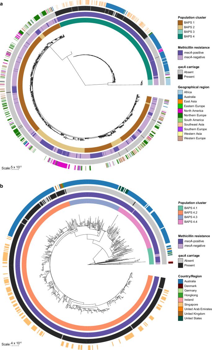 Fig. 1: Global phylogeny of ST45 S. aureus and qacA carriage.