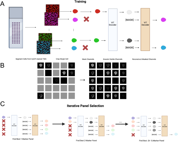 Fig. 1: Masked autoencoder for panel reduction and marker imputation.