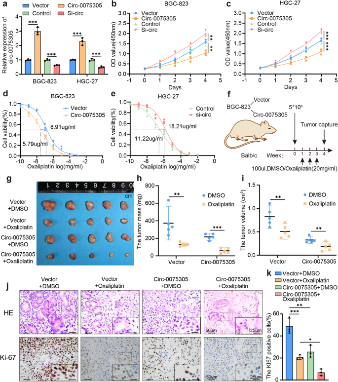 Fig. 2: In vitro and in vivo investigation of the impact of Circ-0075305 up-regulation on chemotherapy sensitivity reduction in GC cells.