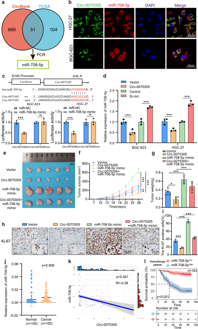 Fig. 4: Circ-0075305 targets and inhibits miR-708-5p activity.