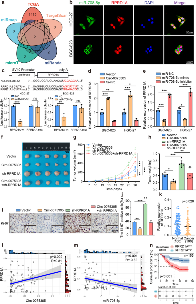 Fig. 5: Mechanism of interaction between miR-708-5p and RPRD1A mRNA.