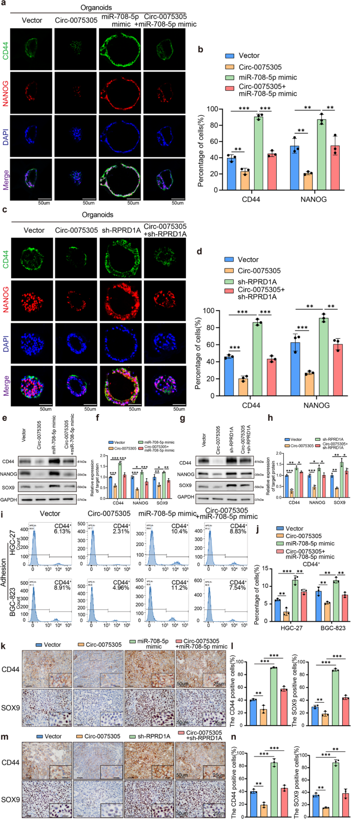 Fig. 6: Circ-0075305/miR-708-5p/RPRD1A co-regulated stem cell-like properties of GC.