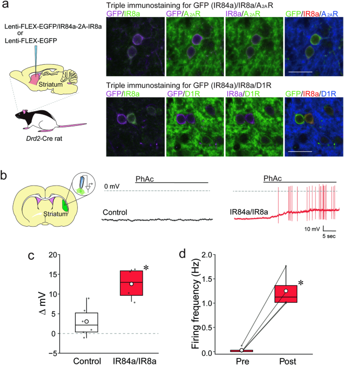 Fig. 3: Cell type-specific expression of IR84a/IR8a in the rat striatum and responses to PhAc.