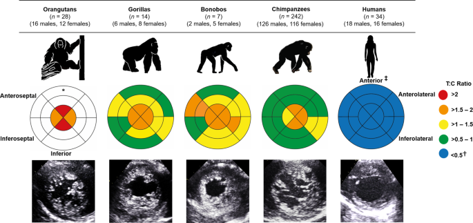 心臓の構造に関する研究が人類の進化に新たな理解をもたらす(Study on architecture of heart offers new understanding of human evolution)