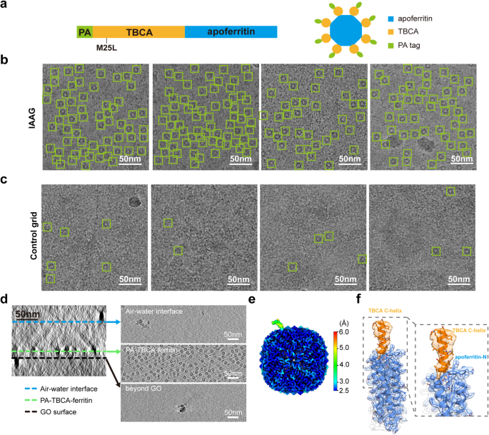 Fig. 4: Application of IAAG strategy in on-grid purification of TBCA-apoferritin from cell lysates for atomic-resolution cryo-EM.