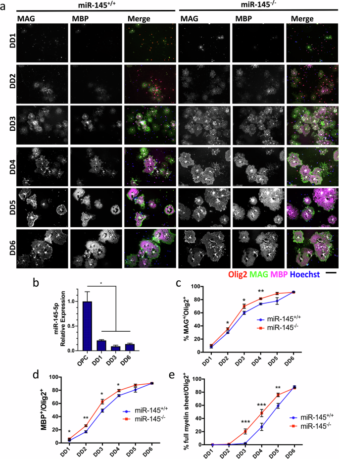 Fig. 2: Loss of miR-145 accelerates OL differentiation in vitro.