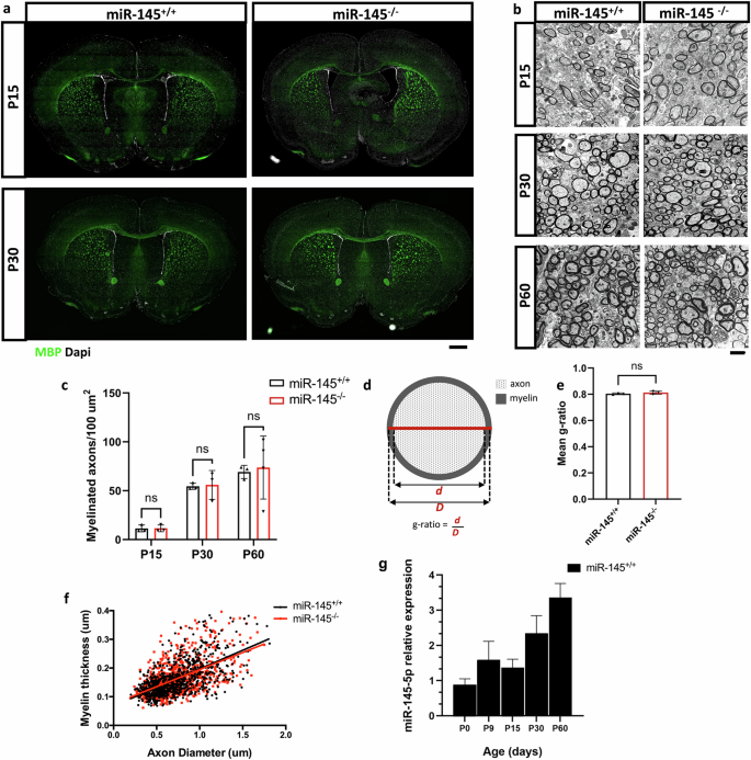 Fig. 3: Ultrastructure and number of myelinated axons in corpus callosum is unchanged by loss of miR-145 during development.