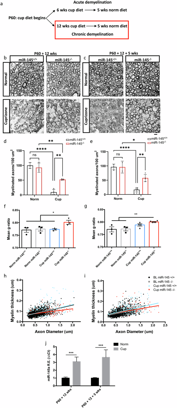 Fig. 5: Loss of miR-145 promotes remyelination with chronic cuprizone exposure.