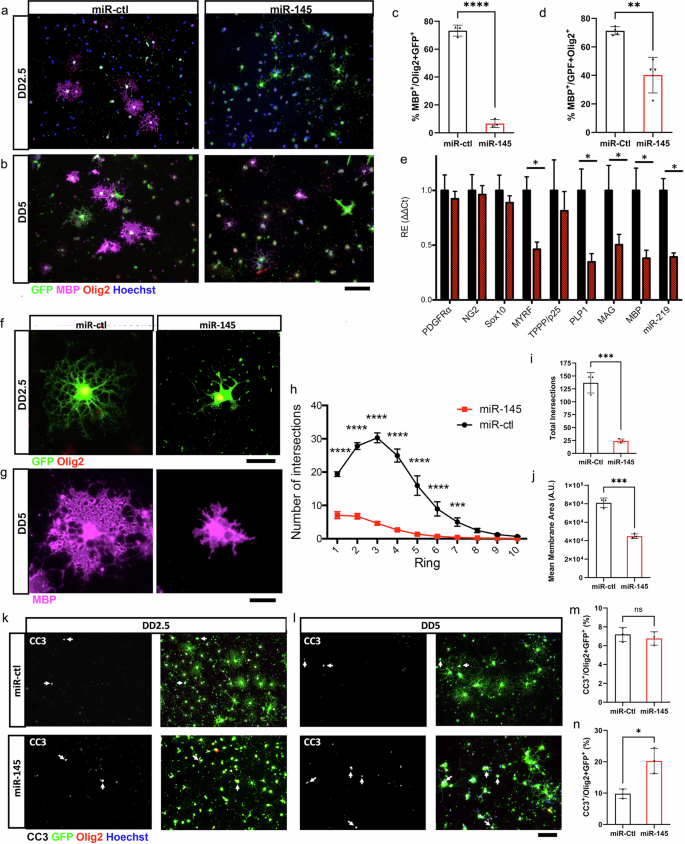 Fig. 8: Overexpression of miR-145 limits myelin protein expression and severely stunts morphological differentiation of OLs.