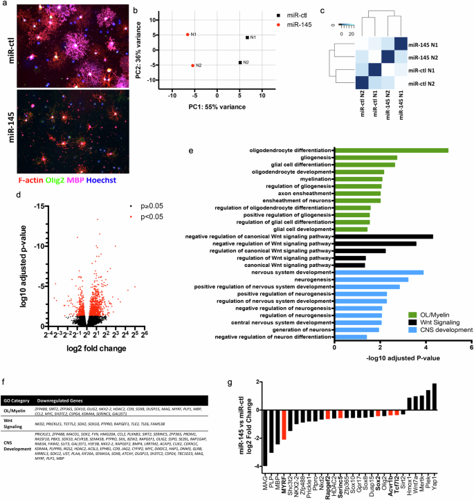 Fig. 9: RNAseq reveals downregulation of multiple factors in critical OL differentiation and myelination pathways with overexpression of miR-145.