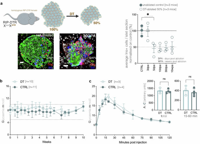 Fig. 1: Characterization of the hemizygous RIP-DTR females following moderate DT-induced ablation of beta-cells.