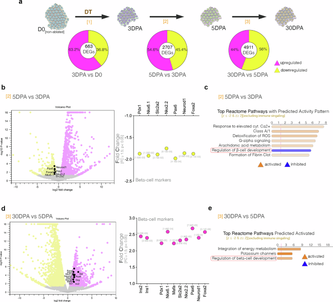 Fig. 2: Dynamic characterization of the islet transcriptional signature in the first month post-moderate ablation.