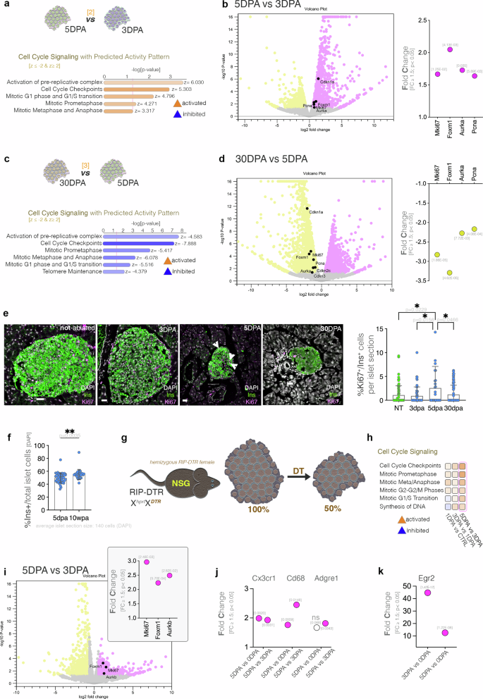 Fig. 3: Assessment of the proliferation activity in the surviving beta-cells.