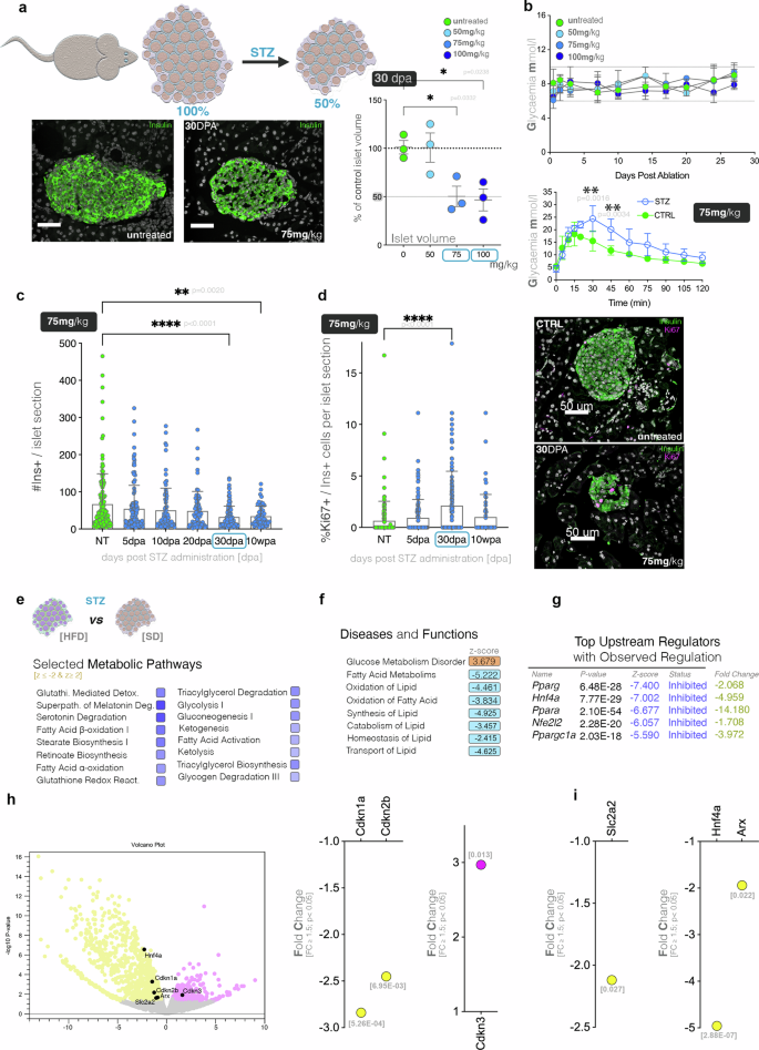 Fig. 5: Moderate beta-cell ablation following a single dose of STZ.