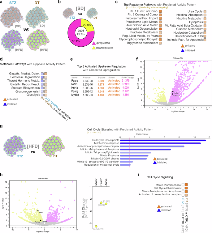 Fig. 6: Direct comparison between STZ- and DT- moderately ablated islets exposed to either HFD or SD.