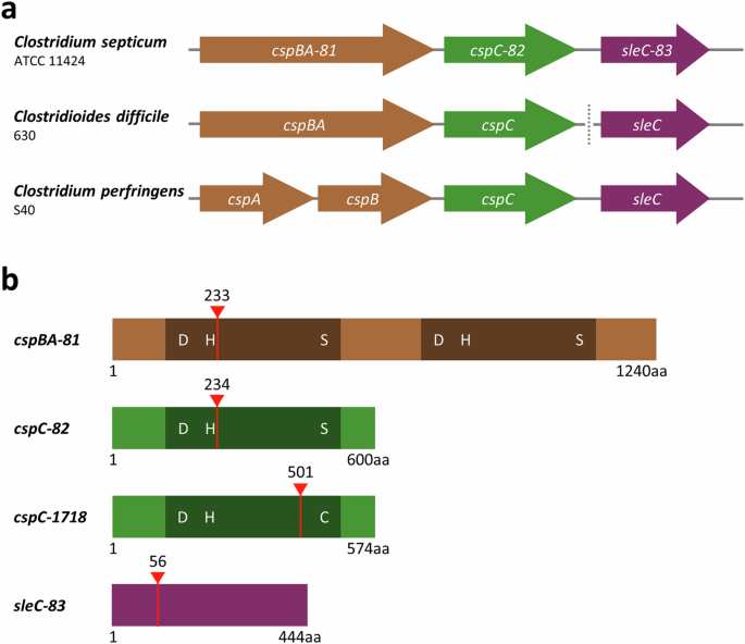 Fig. 2: Identification of putative cspC genes and scheme for genetic inactivation.