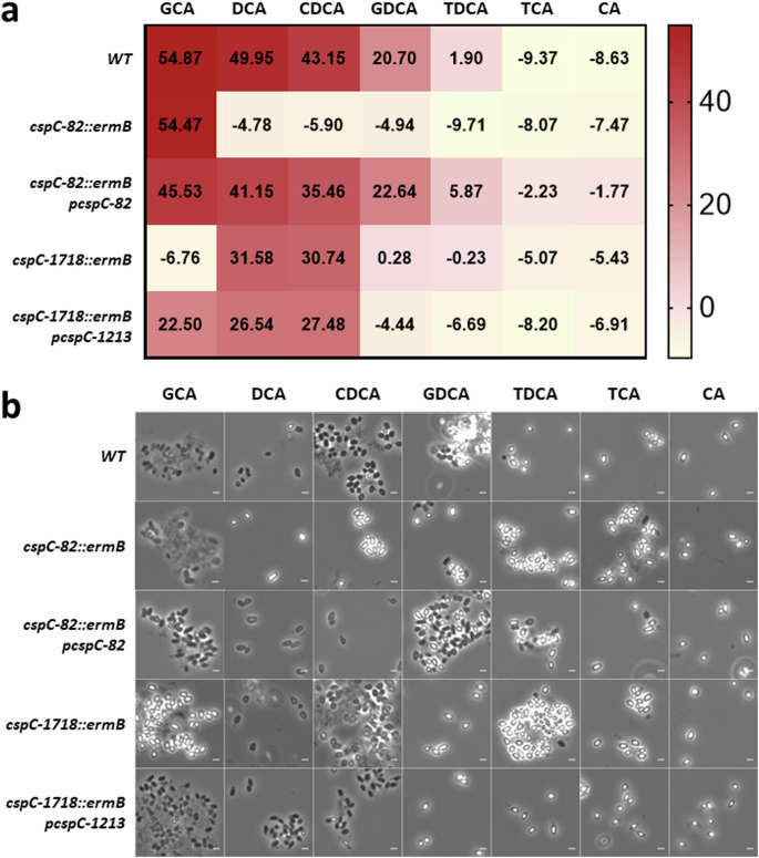 Fig. 3: Both cspC-82 and cspC-1718 mutants show a differential response to bile salt germinants.