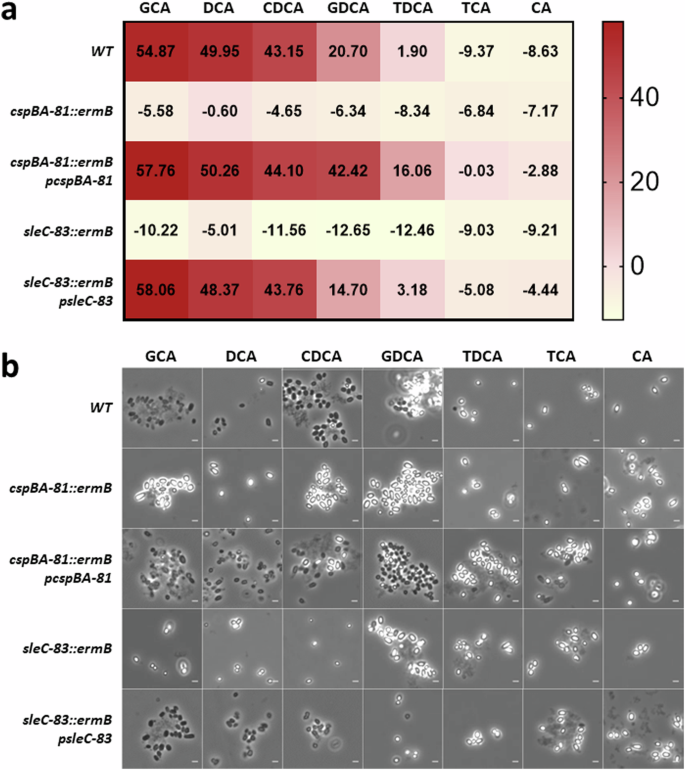 Fig. 4: Inactivating cspBA or sleC removes the germination response to all bile salt germinants.