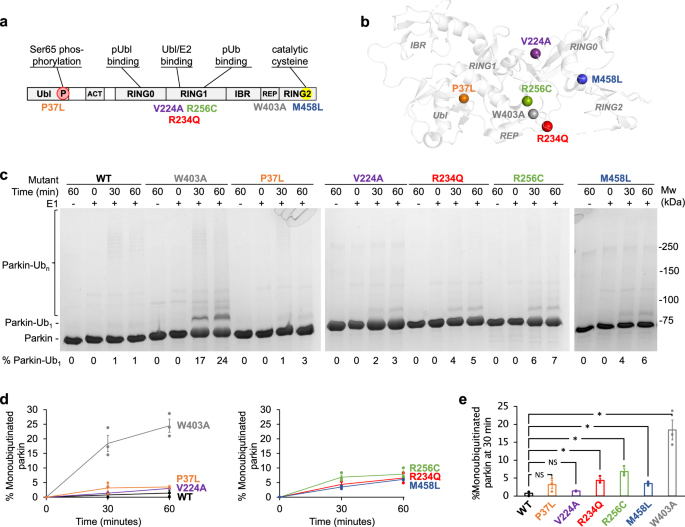 Fig. 1: Unphosphorylated parkin variants show small increases in autoubiquitination.