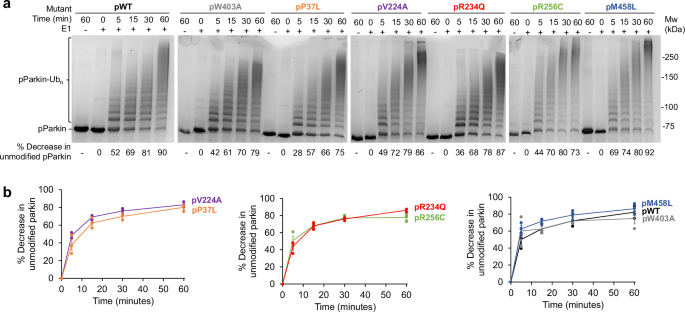 Fig. 2: Phosphorylated parkin variants show similar levels of autoubiquitination as wild-type.
