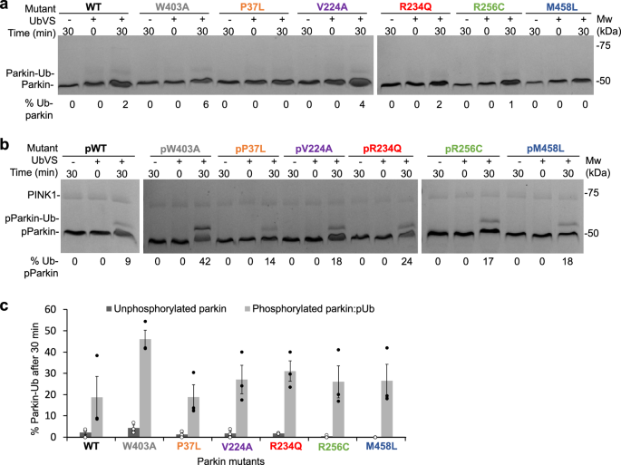 Fig. 3: Hyperactive parkin variants show slightly more UbVS conjugation than wild-type.