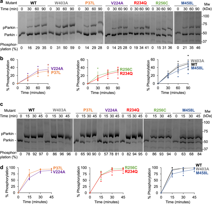 Fig. 4: Hyperactive parkin variants show phosphorylation rates similar to wild-type parkin.