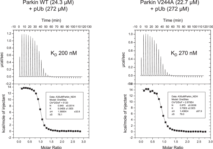 Fig. 5: No significant difference in pUb binding affinity between the hyperactive V224A variant and WT parkin.