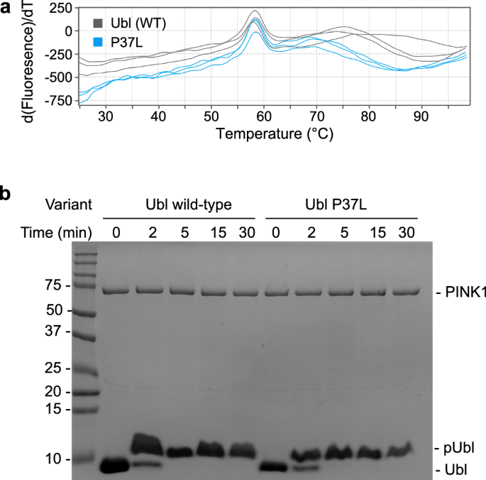 Fig. 6: The P37L mutation does not destabilize the parkin Ubl domain or increase its phosphorylation.