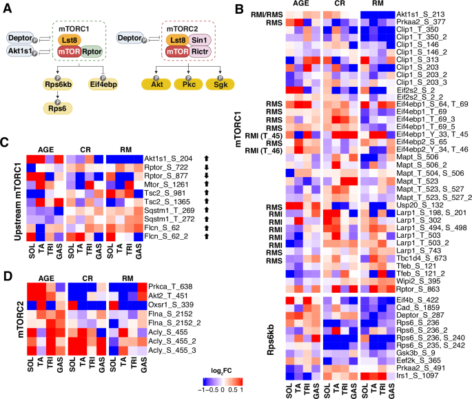 Fig. 2: AGE, CR, and RM effects on mTOR signaling.
