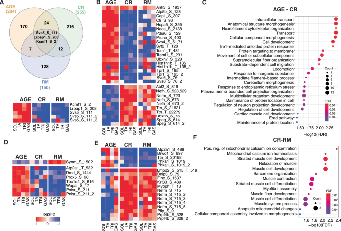 Fig. 4: Conserved but unannotated protein phosphorylation sites in muscles of aged, treated and untreated mice.