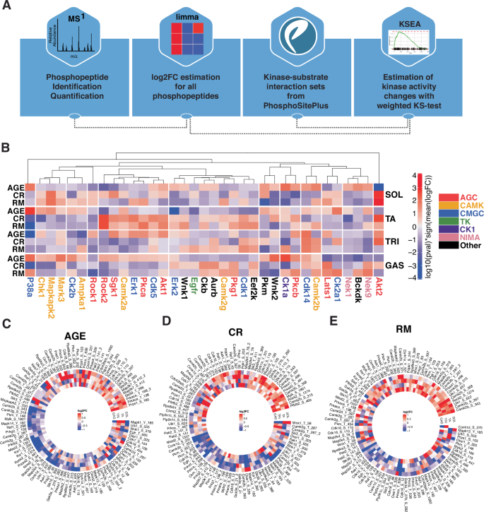 Fig. 5: Muscle-specific kinase signatures.