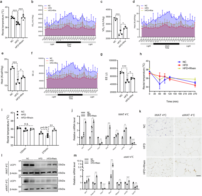 Fig. 2: Rhein promotes white adipose tissue thermogenesis as well as whole-body energy expenditure in DIO mice.