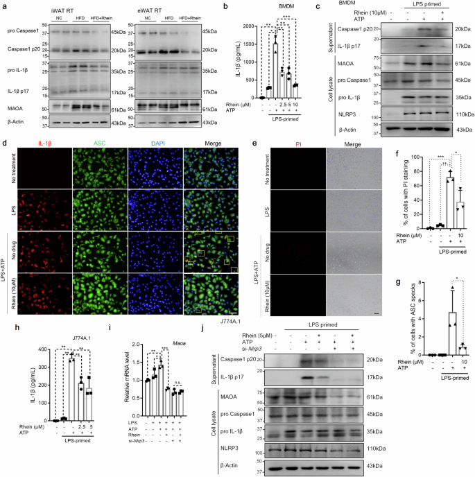 Fig. 3: Rhein decreases NLRP3-dependent MAOA expression in macrophages.
