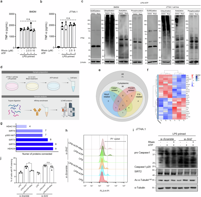 Fig. 5: Rhein inhibits NLRP3 inflammasome activation in a SIRT2-dependent way.
