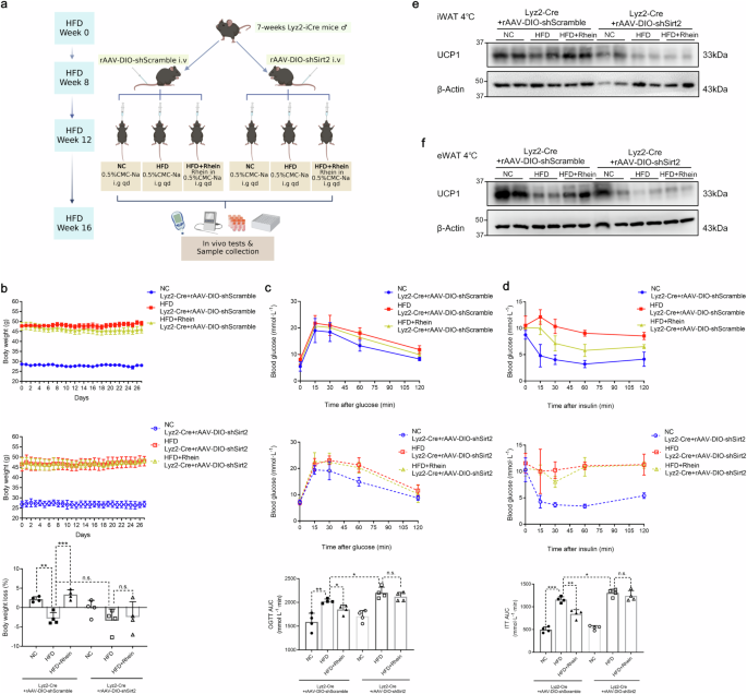 Fig. 7: Selective Sirt2 knockdown in myeloid cells impedes the metabolic-improving effect of rhein.