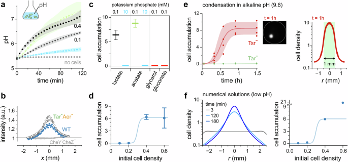 Tween amateur blowjob Relationship between the Ingestion of a Polyphenol-Rich Drink, Hepcidin  Hormone, and Long-Term Training