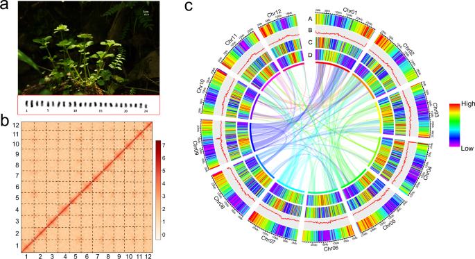 Fig. 1: Overview of C. sinicum genome assembly.