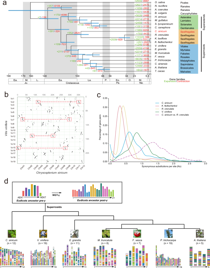Fig. 2: Evolutionary analysis of the C. sinicum genome.
