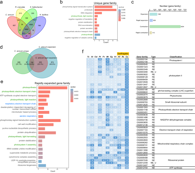 Fig. 3: Comparative genomics of gene families in C. sinicum.