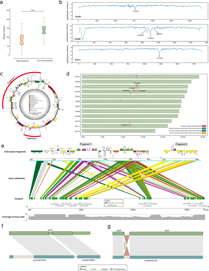Fig. 4: Intracellular DNA transfer in C. sinicum.