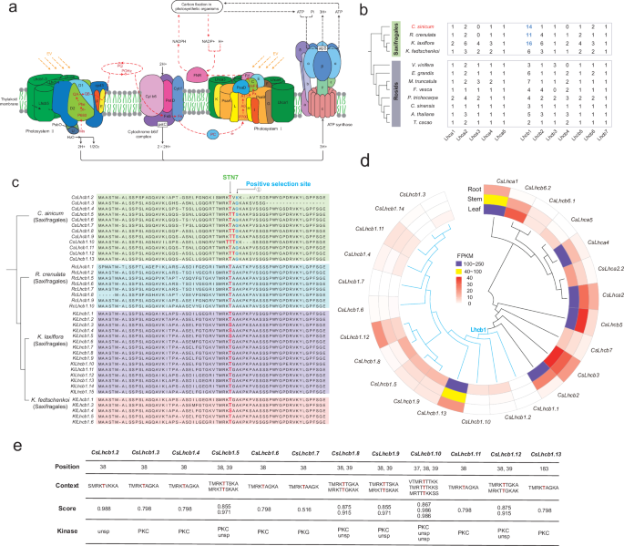 Fig. 5: Evolution analysis of the LHC superfamily in C. sinicum.