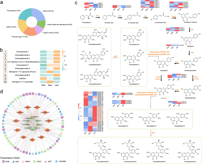 Fig. 6: Flavonoid content and biosynthesis analysis in C. sinicum.